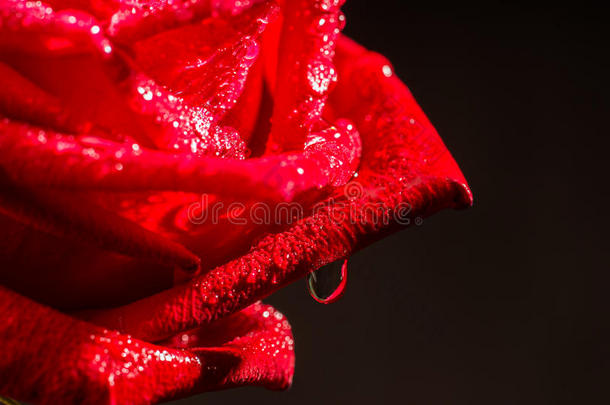 美丽的红色玫瑰花，分层花瓣深色背景