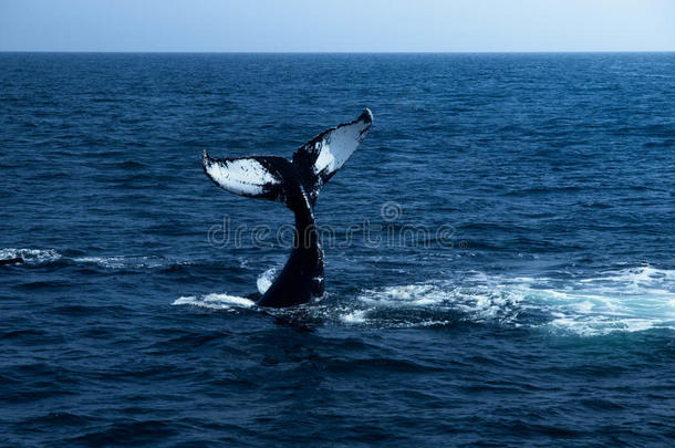 动物大西洋令人惊叹的后面击败