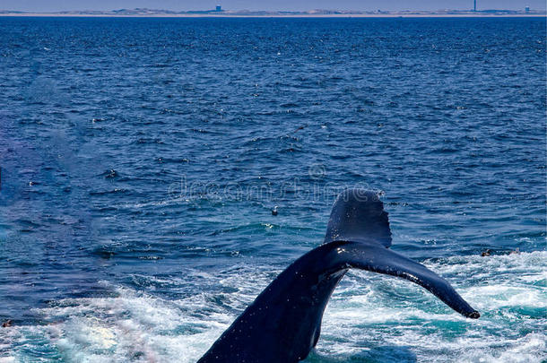 动物大西洋令人惊叹的后面击败