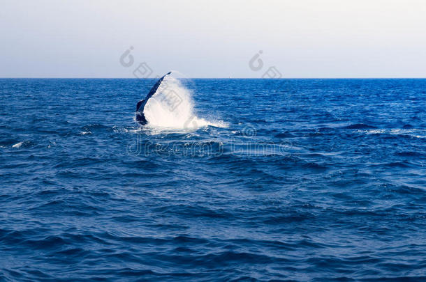 动物大西洋令人惊叹的后面打捆机