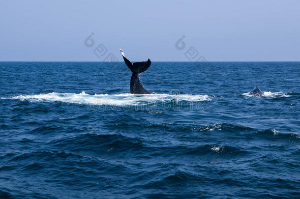 动物大西洋令人惊叹的美丽的蓝色