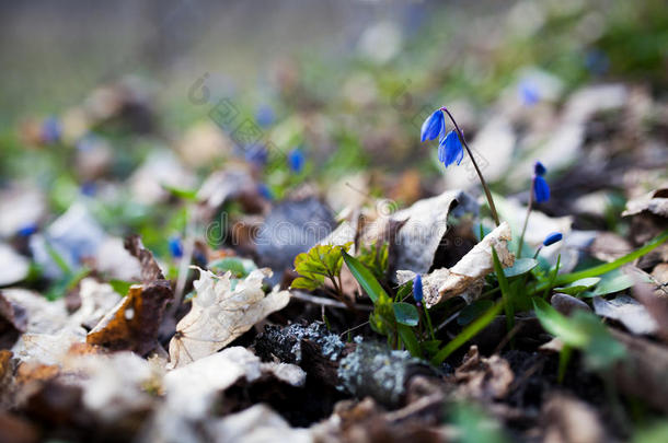 在森林的早春，蓝色的雪滴花