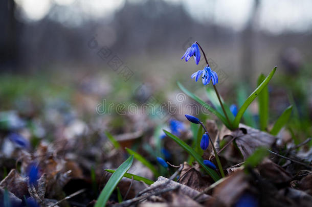 在森林的早春，蓝色的雪滴花