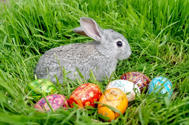 复活节兔子蛋