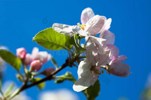 蓝天背景下的苹果树花朵