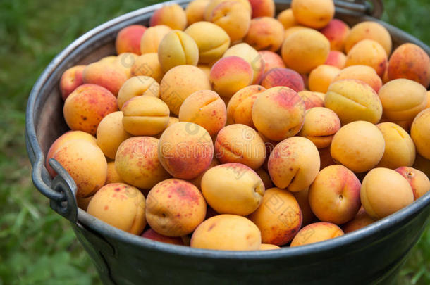 桶里的杏子。 成熟的橙色红色纹理水果特写。 健康有机食品的概念。 宏观观察农民的收获