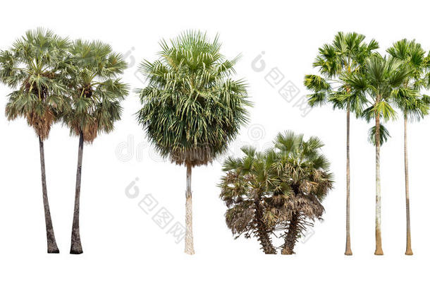 在白色背景上分离的棕榈树的集合