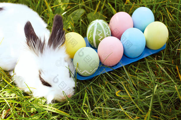 复活节兔子，春天在草地上有鸡蛋