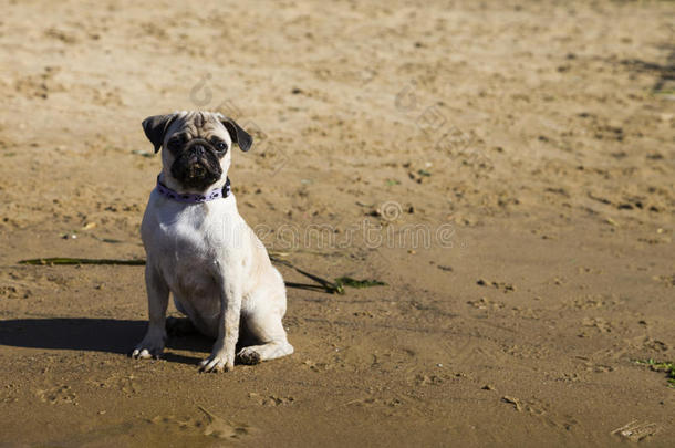 小狗在河边的沙滩上散步。