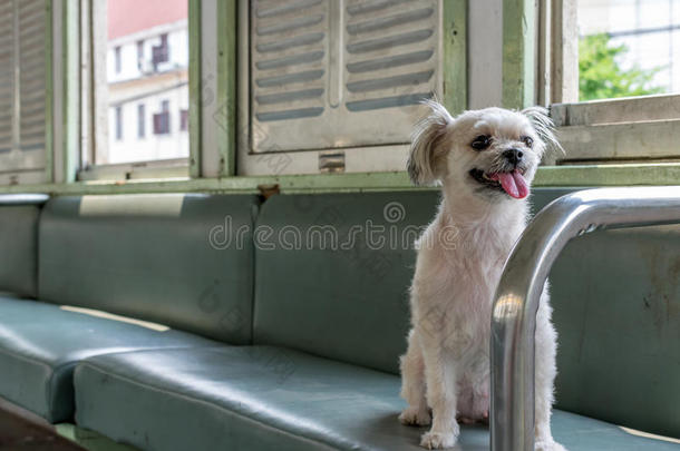 狗这么可爱的米色乘火车旅行