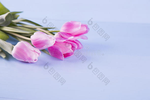 蓝色木制背景上的一束嫩粉色郁金香