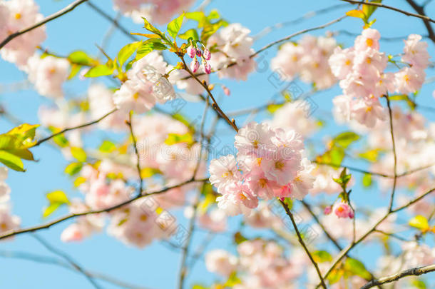 在自然背景上开花树。 春天的花朵。 春天回来了