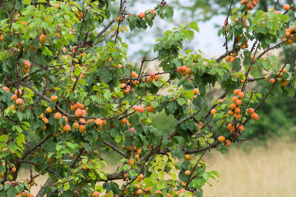 有许多成熟果实的树枝的杏树