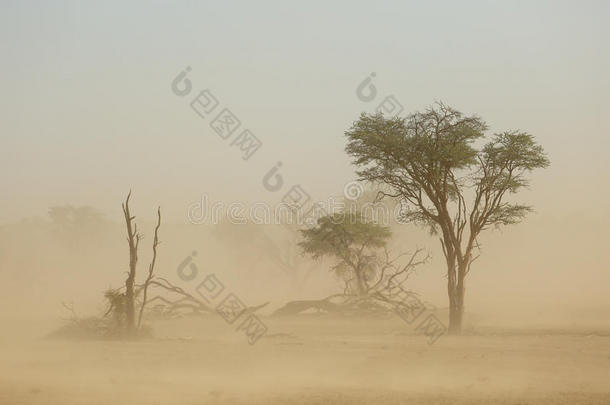 非洲非洲的干旱的<strong>吹沙</strong>漠
