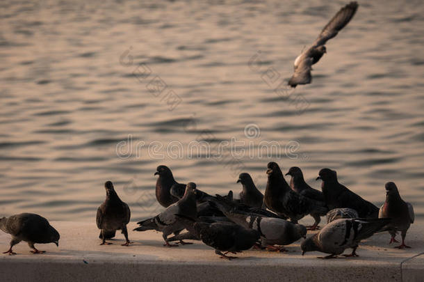 一群鸽子在海边吃东西