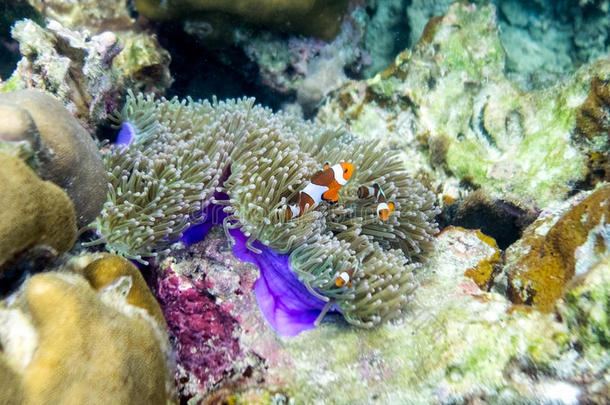 躲在珊瑚礁里的家庭小丑鱼