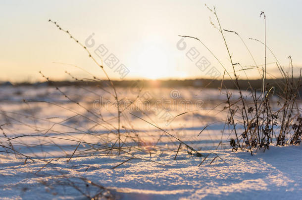枯草和冬天的日落