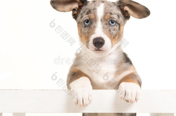可爱的威尔士<strong>柯基</strong>小狗挂在一个白色的板条箱上，面对着蓝色的眼睛