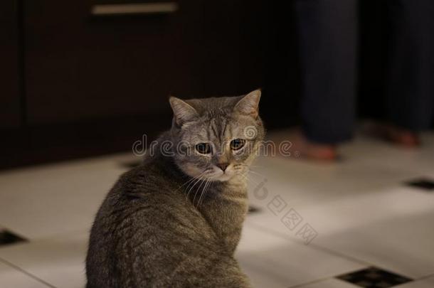 灰色短毛英国猫猫
