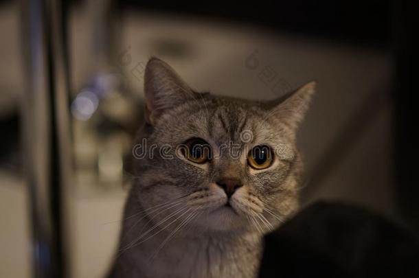 灰色短毛英国猫猫