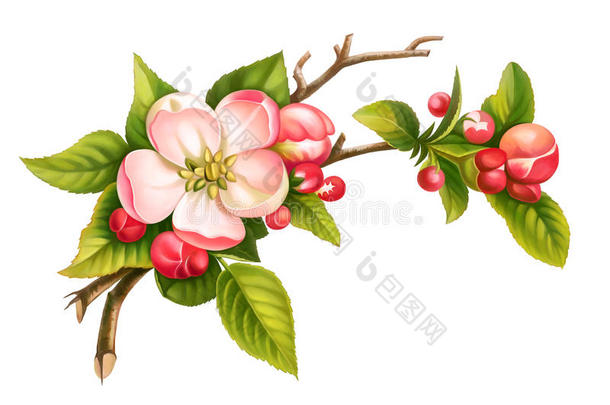 苹果<strong>花枝</strong>，春天，粉红色，白色，复古，花，<strong>绿叶</strong>，在白色的背景上隔离。 数字水彩插图。