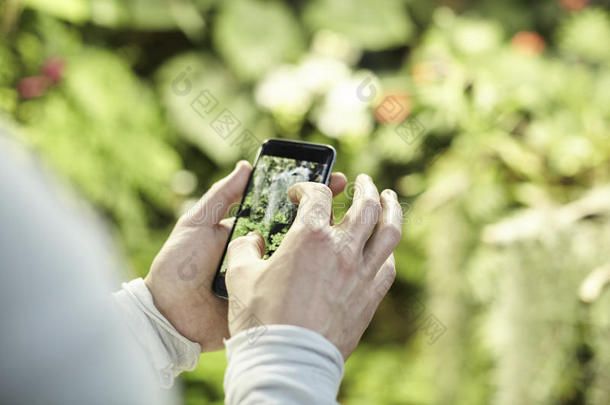 特写镜头男人用手机`手，拍树花的<strong>照片</strong>，在屏幕上<strong>缩放</strong>。