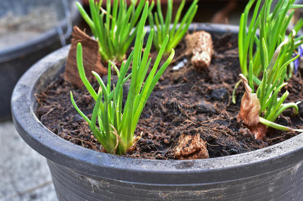 在家里把红色的小葱鳞茎长成一个锅，发芽绿色的小葱，开始新的生活。 概念概念。