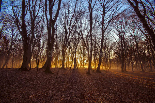 日落时冬季森林的美丽景观。 阳光在朦胧的死寂的秋林中。 阿塞拜疆加巴拉伊斯梅利。 托普楚