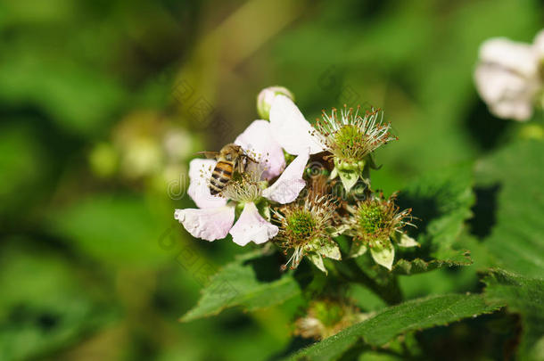蜜蜂在黑莓拿铁的花朵上。 鲁布斯