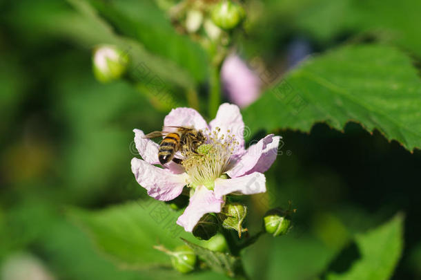 蜜蜂在花黑莓拿铁。 鲁布斯