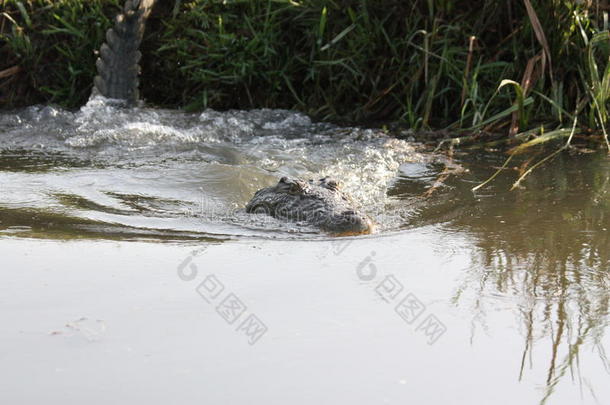 鳄鱼潜入水中