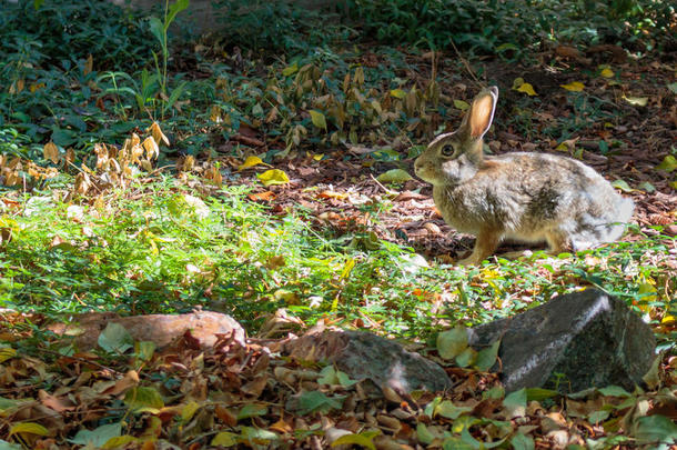 一只<strong>兔子</strong>在阳光下，准备逃跑。