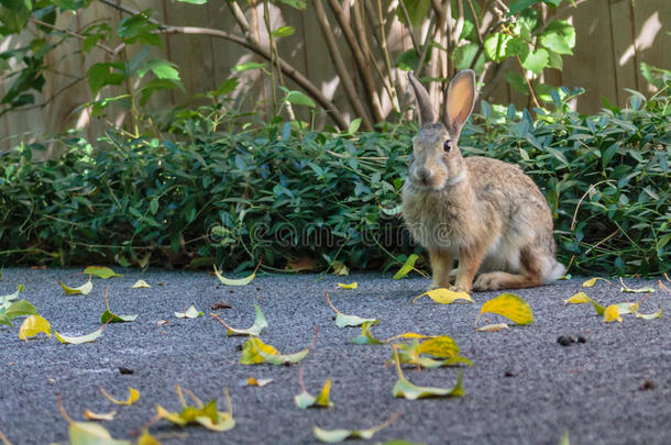 一只小兔子坐着，准备逃跑。
