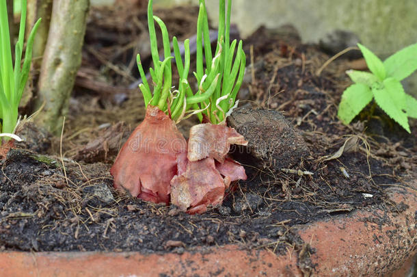 在家里把红色的小葱鳞茎长成一个锅，长出绿色的小葱。 开始新的生活，概念观念。