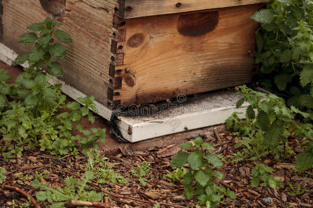 农业养蜂场养蜂蜜蜂蜂巢