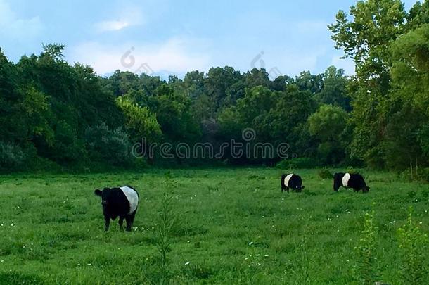 奶牛<strong>奥利奥</strong>熊猫春天beltedgalloway