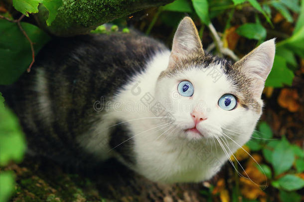 夏天乡村背景的猫照片