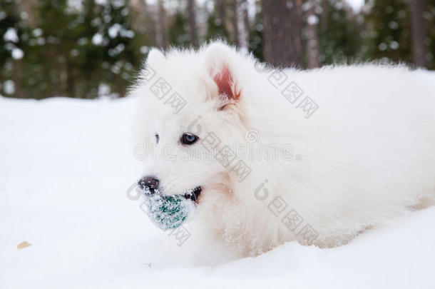 雪地上的萨摩耶狗