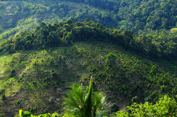 植树造林亚洲亚洲的包巴洛克