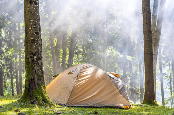 露营帐篷在绿色森林在春天阳光明媚的早晨与雾哈
