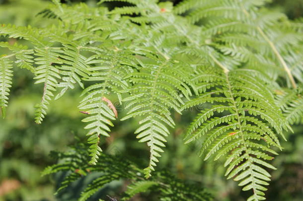 蕨类植物或鹰蕨类植物