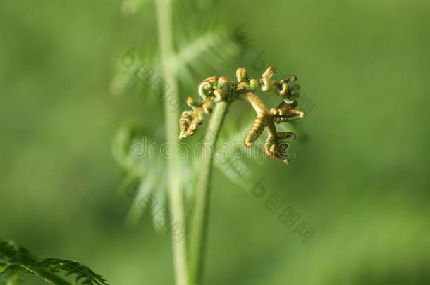 蕨类植物或鹰蕨类植物