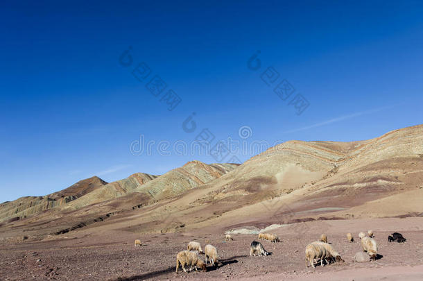 在石质平原上放牧绵羊和山羊