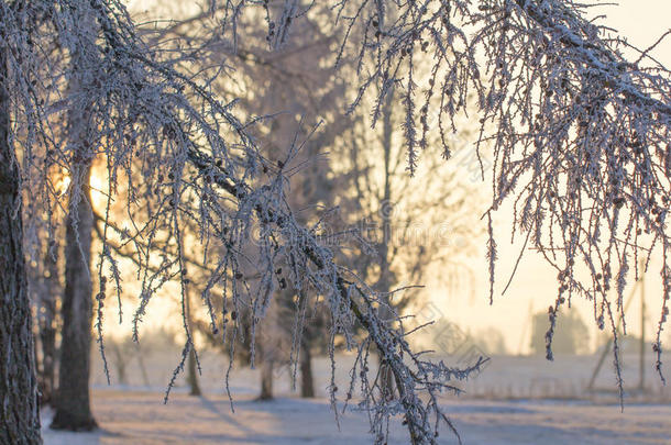 爱沙尼亚清脆的冬天早晨。