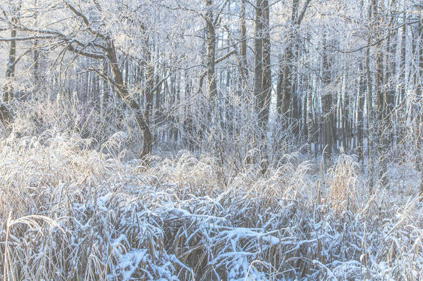 爱沙尼亚清脆的冬天早晨。