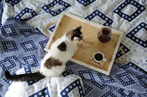 在床上吃早餐。 水壶和一杯咖啡放在手工制作的<strong>木托盘</strong>上。 蓝色亚麻布上的白色猫