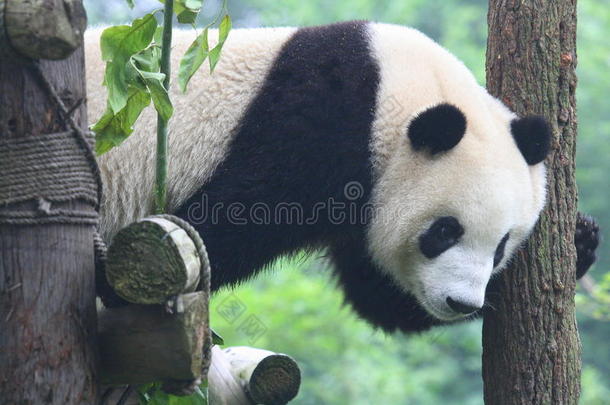 大熊猫在爬架上