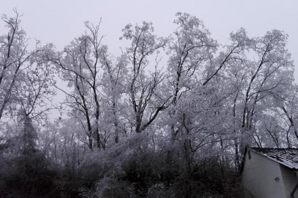 寒冷的自然雪冬天仙境