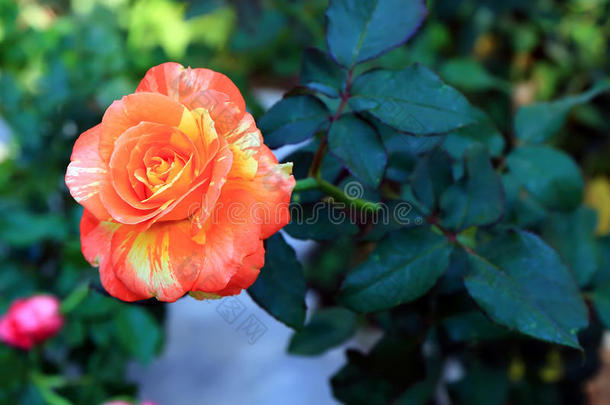 橙黄玫瑰