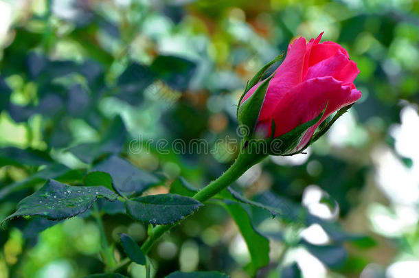 花园里的红玫瑰